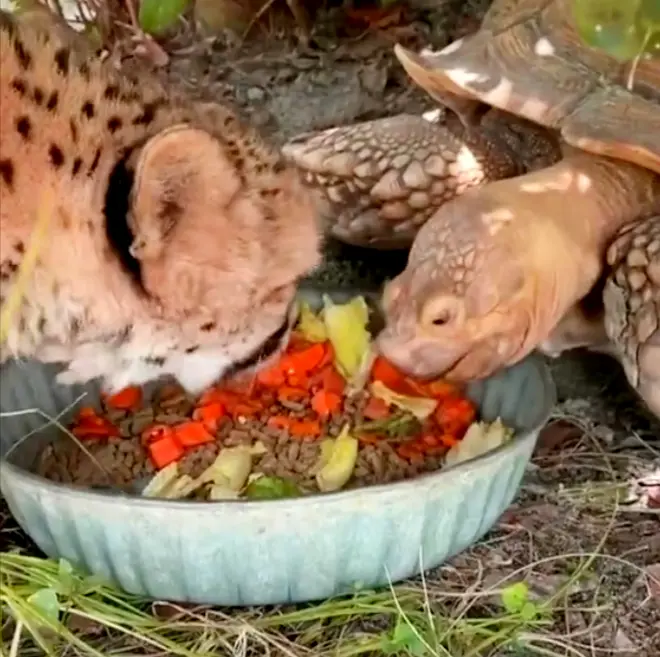 Friendship: Cheetah and Tortoise