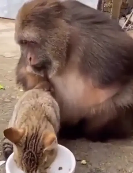 Cat Drinks Milk, Monkey Sits Behind