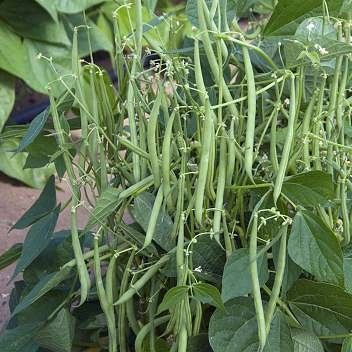 51 arka arjun french beans hybrid disease resistant seeds 50 original imafgb27mnew59tq