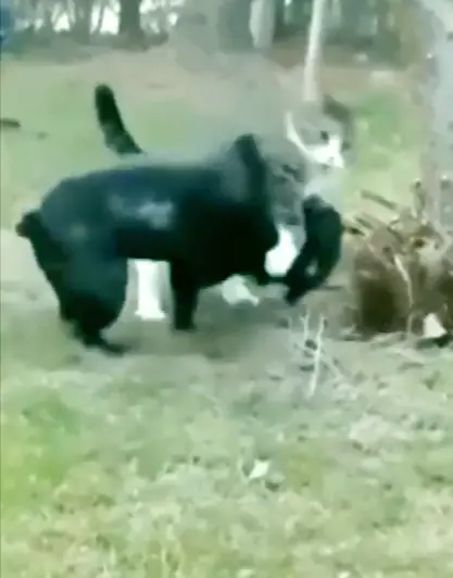 Cat Jumping and Pouncing on Dog