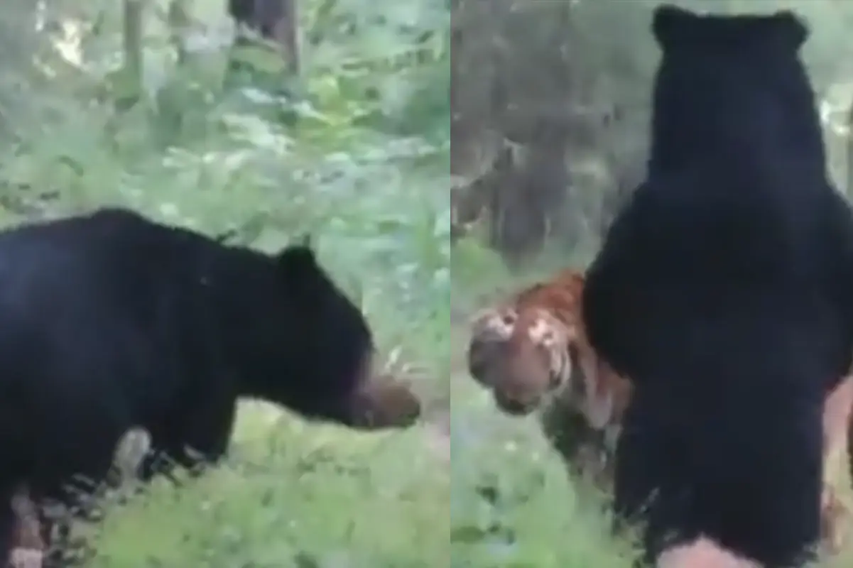 Bear Follows Tiger