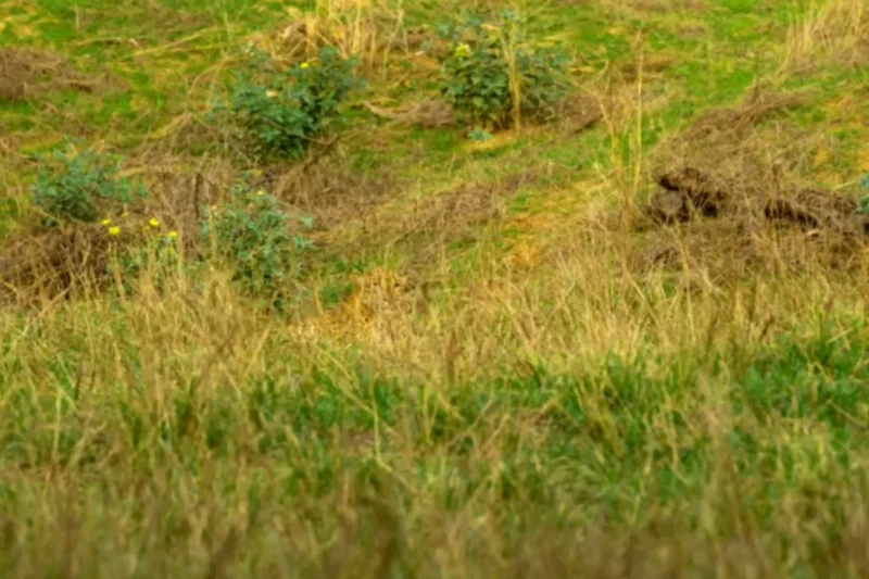 Hidden in the grass lies a stealthy leopard