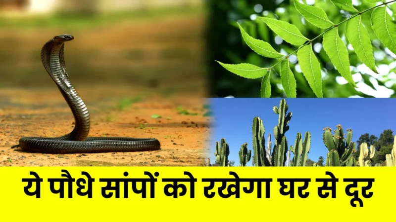 plants to keep away snakes from home